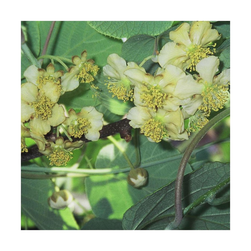 Kiwi chinensis tomuri (mâle)/actinidia chinensis tomuri (mâle)[-]godet - 5/20 cm