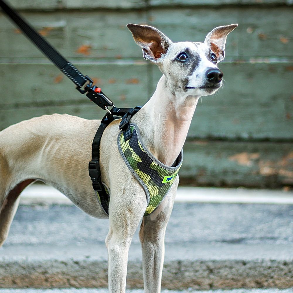 Harnais pour chiens nikita fashion xs, respirant, rembourré et ajustable
