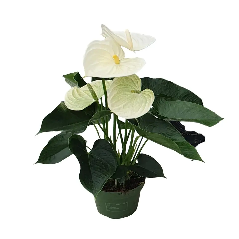 Flamingoplant - Anthurium 'Alpine White' - Hoogte 40-55cm - ø14cm