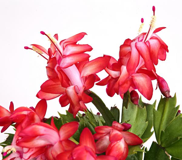 Weihnachtskaktus - Schlumbergera x buckleyi,