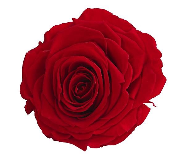 Dehner Longlife-Rose in Geschenkbox, ca. Ø9