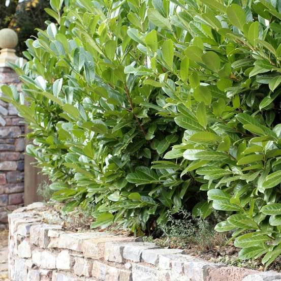 Prunus laurocerasus 'Rotundifolia'- Pot 15L