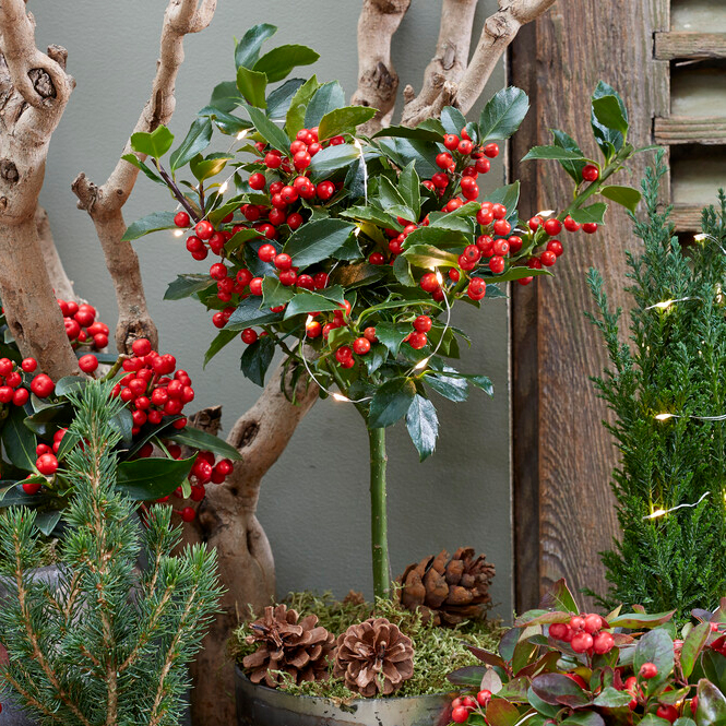 Ilex meserveae 'blue maid' - houx bleu - facile d'entretien - résistant à l'hiver - ⌀19 cm - ↕100 cm
