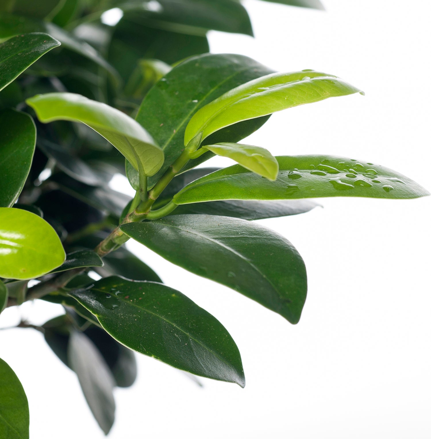 Chinese vijg (Ficus microcarpa 'Ginseng') D 17 H 40 cm
