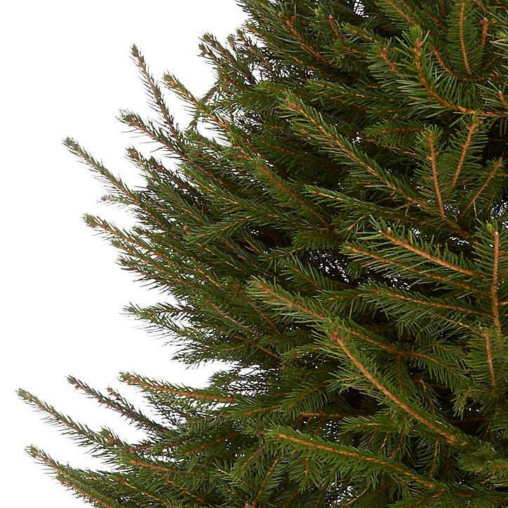 Sapin naturel Epicéa h.200/240 cm
