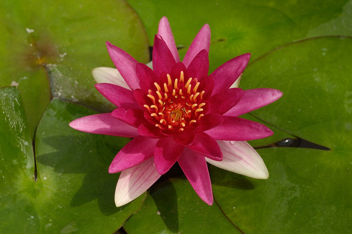 Waterlelie (Nymphaea 'Escarboucle') D 11 H 30 cm