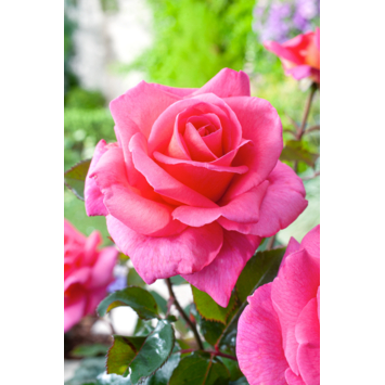 Rozen verschillende soorten hoogte 60 cm