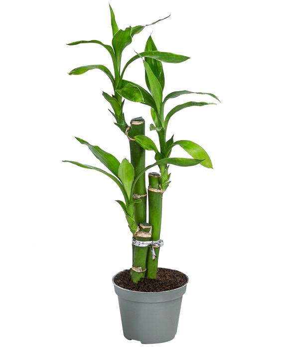 Glücksbambus - Dracaena sanderiana 'Lucky
