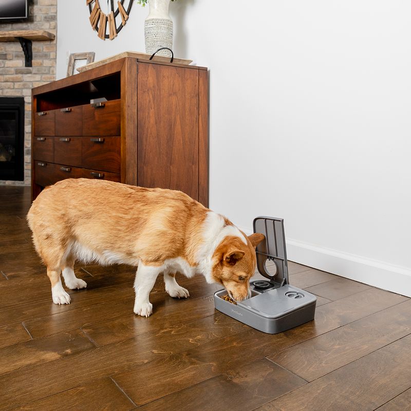 PetSafe Distributeur automatique de nourriture 2 repas