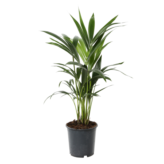 Kentia:H 80 cm pot D19 cm