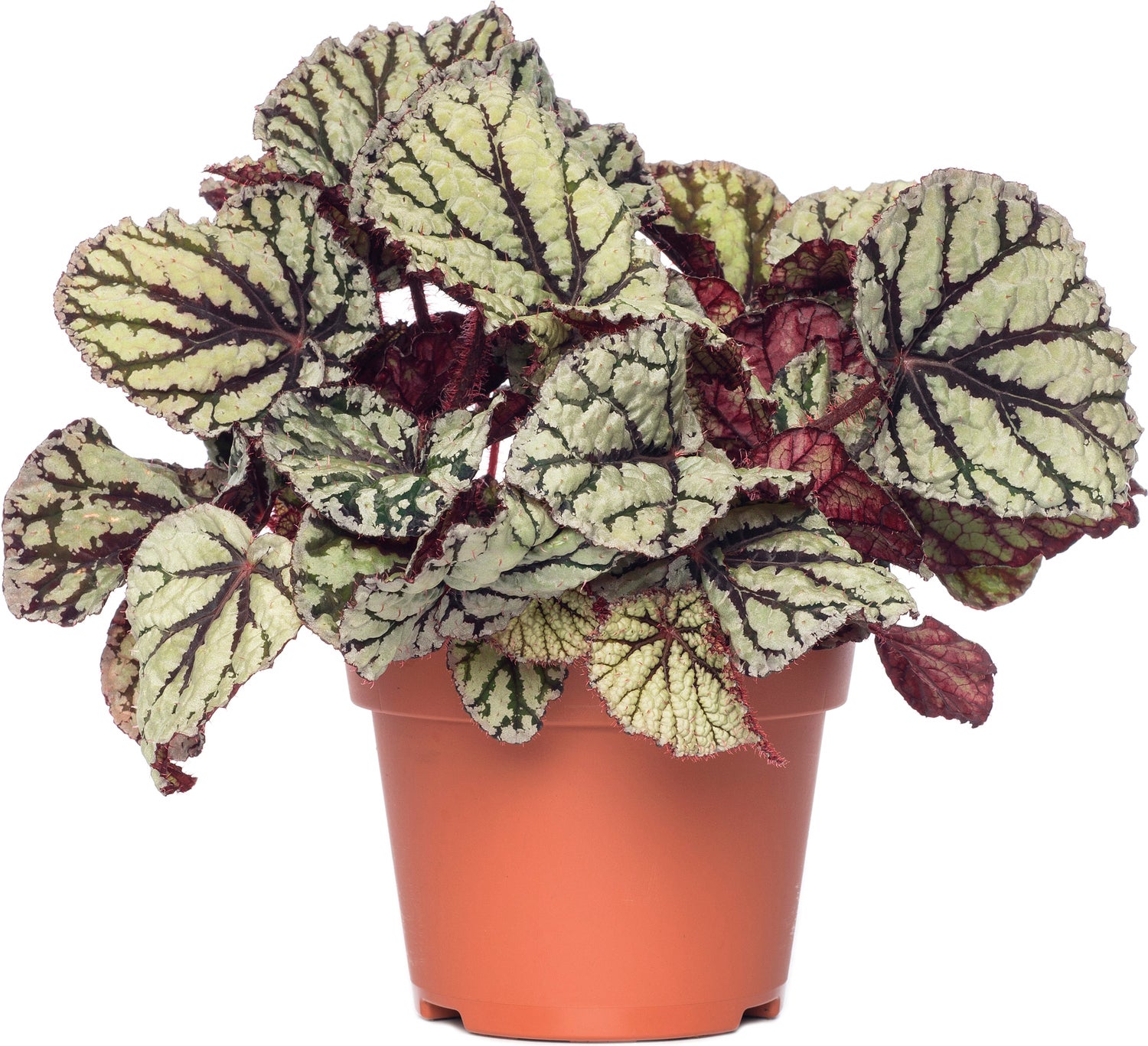 Bladbegonia (Begonia rex (MC) 'Fedor') D 13 H 20 cm