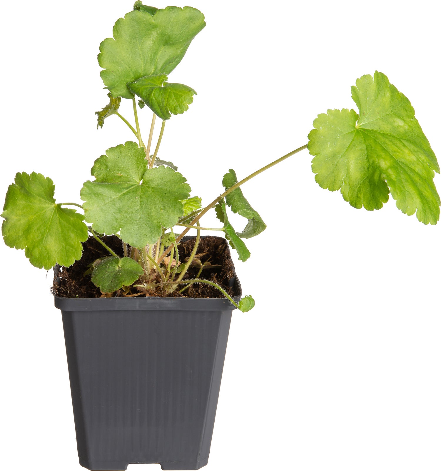 Muskuskaasjeskruid (Malva moschata 'Rosea') D 9 H 10 cm