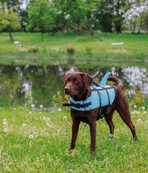 Nobby Schwimmhilfe für Hunde Sharki, hellblau