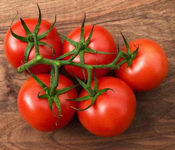 Bioland Tomate, veredelt