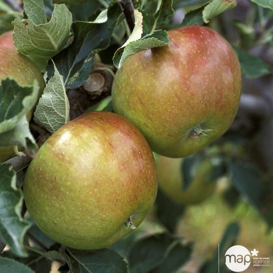 Pommier Cox orange Pippin, Label Rouge : pot 12L
