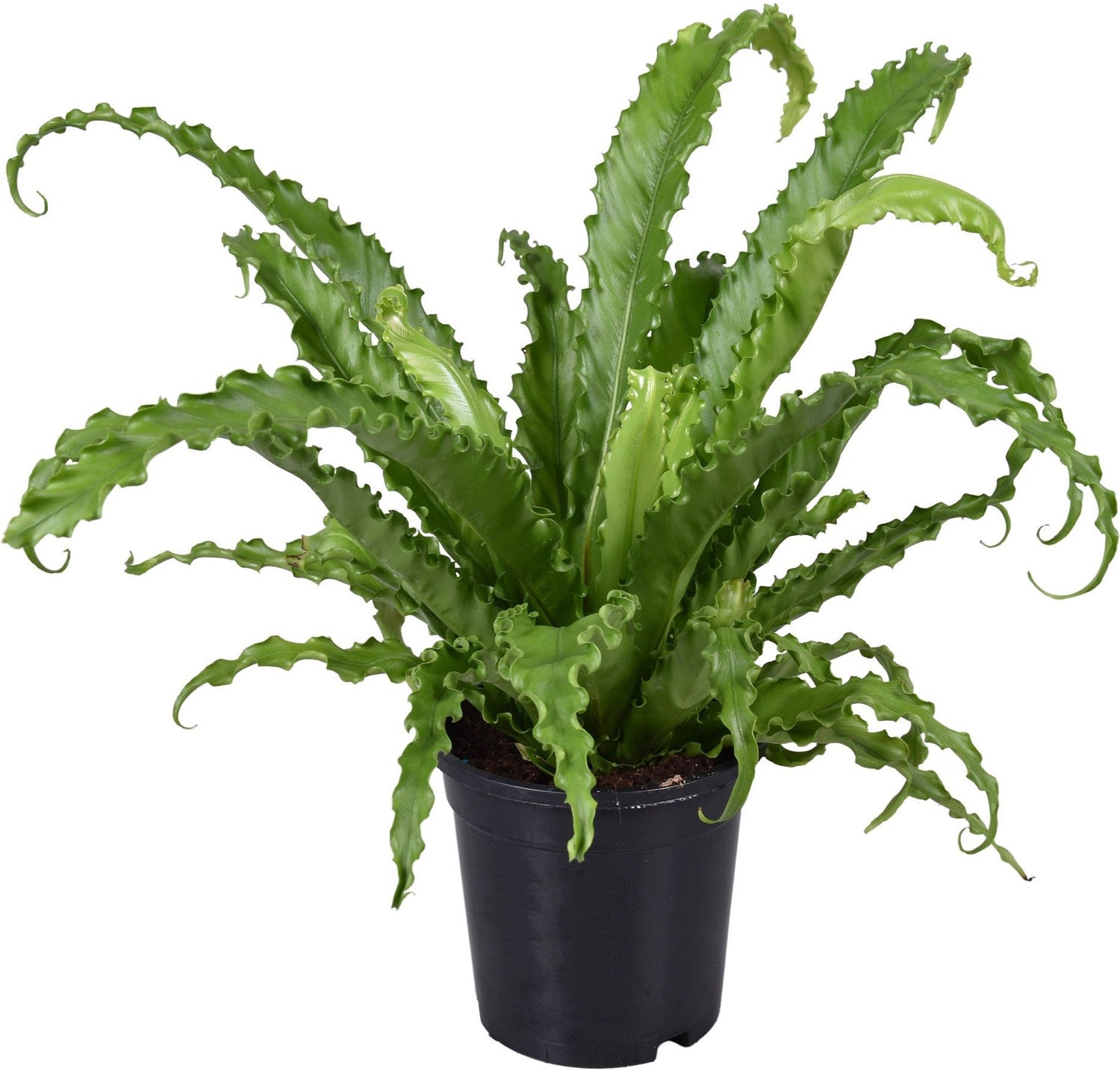 Nestvaren (Asplenium antiquum 'Osaka') D 17 H 45 cm