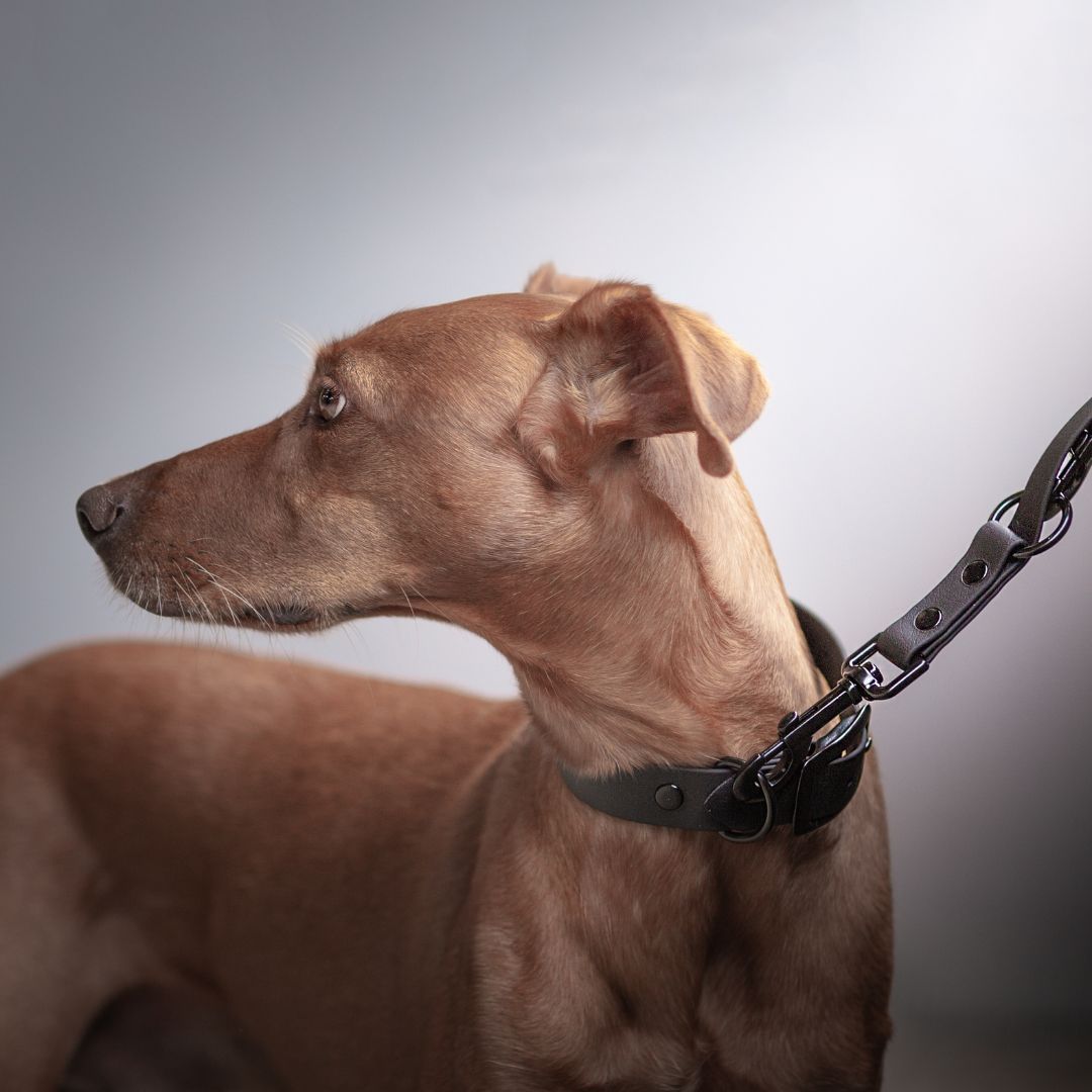 BioThane® Führleine NEO Black - WOOFSTUFF