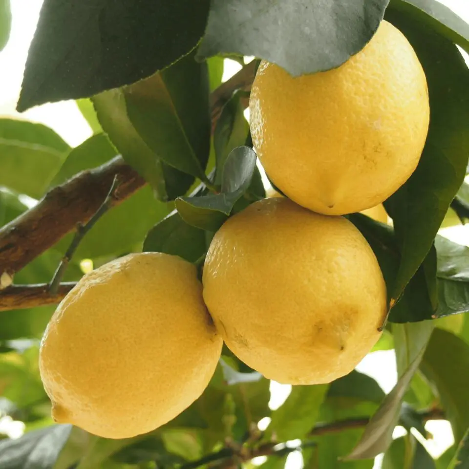 Citroenboom - Set van 2 - Citrus limon - Hoogte 60-70cm - ⌀19cm