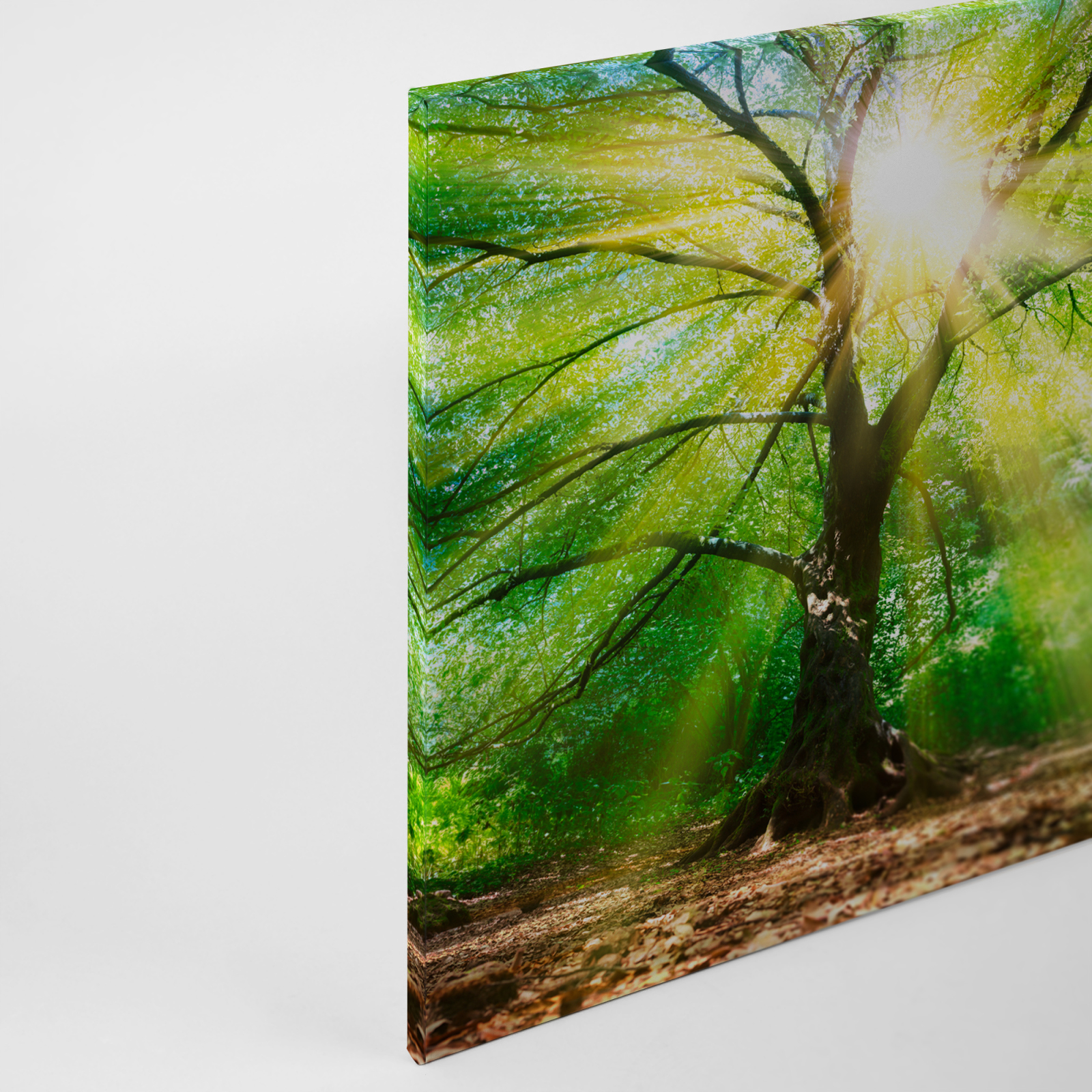 Leinwandbild LICHTEINFALL - grün-weiß - 90x60 cm