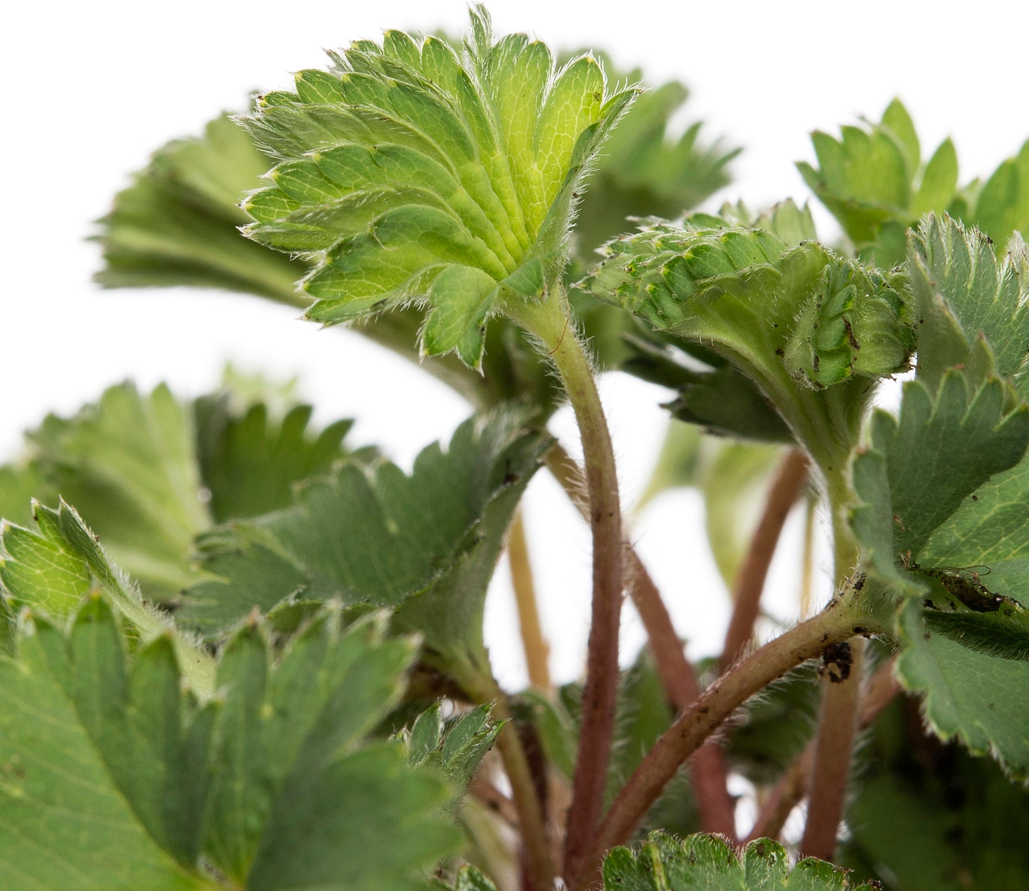 Dwergvrouwenmantel (Alchemilla erythropoda) D 9 H 10 cm