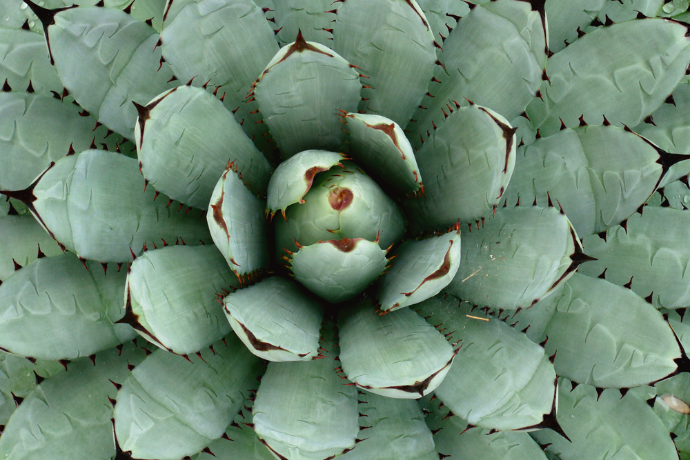 Akustikbild AGAVE 80x120cm, 7kg