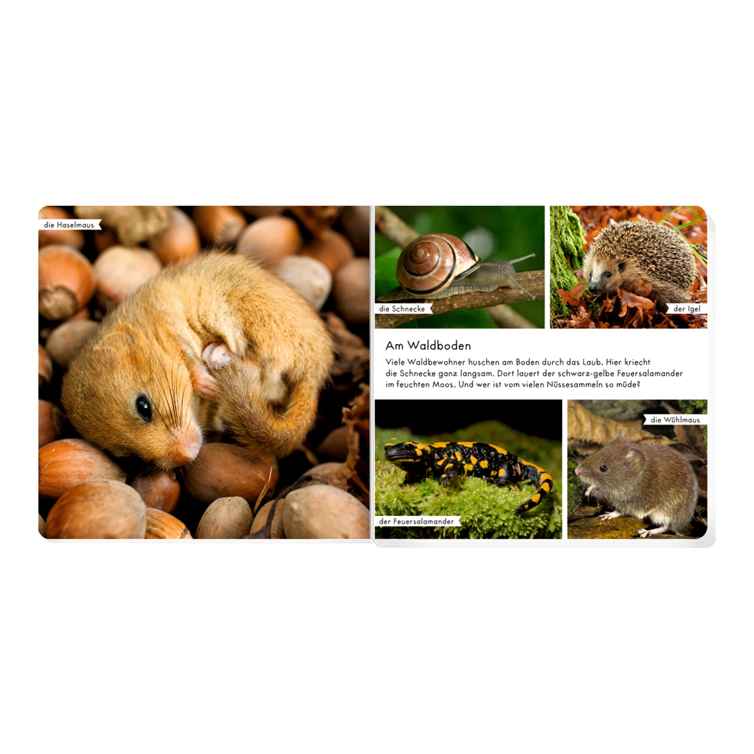 COPPENRATH DIE SPIEGELBURG Pappbilderbuch Meine liebsten Tiere im Wald
