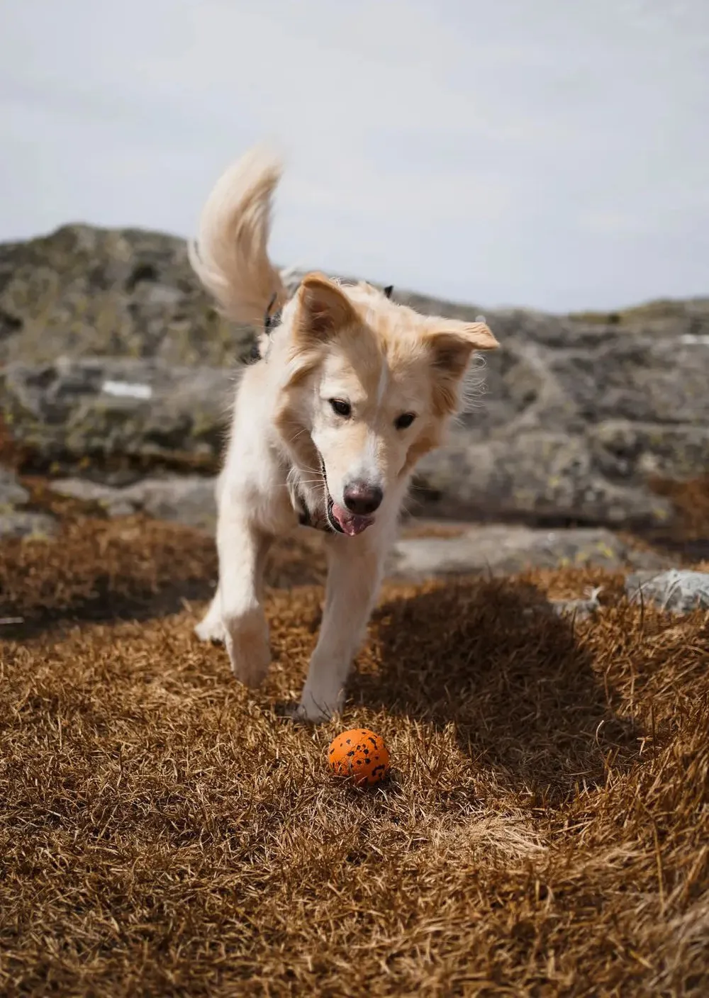 Non-stop Dogwear Dog Ball 60x60 Orange/black