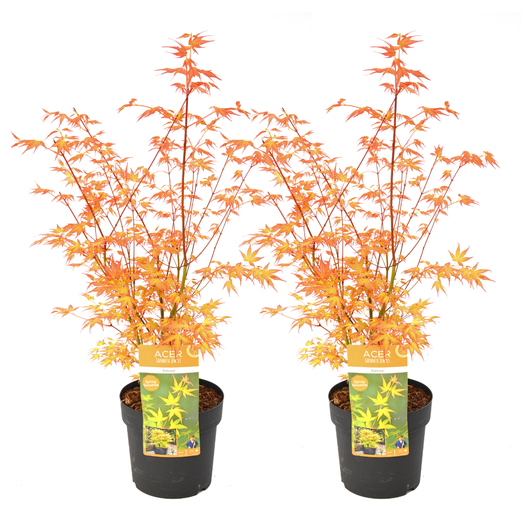 Acer palmatum 'katsura' - lot de 2 - erable japonais - pot 19cm -hauteur 60-70cm