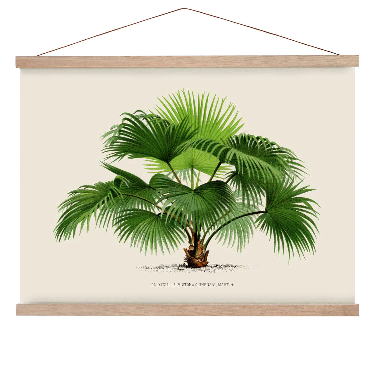 Livistona Chinesis Palm Tree Kunstdruck