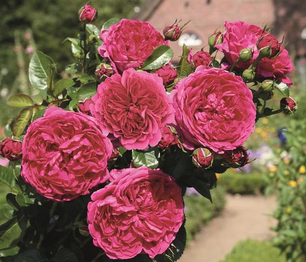 Nostalgie®-Strauchrose 'Soul®'