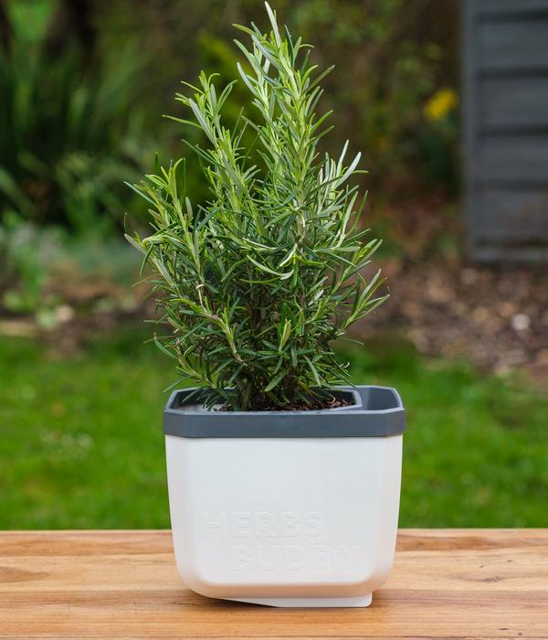 Gusta Garden Kräutertopf Herbs Buddy, ca.