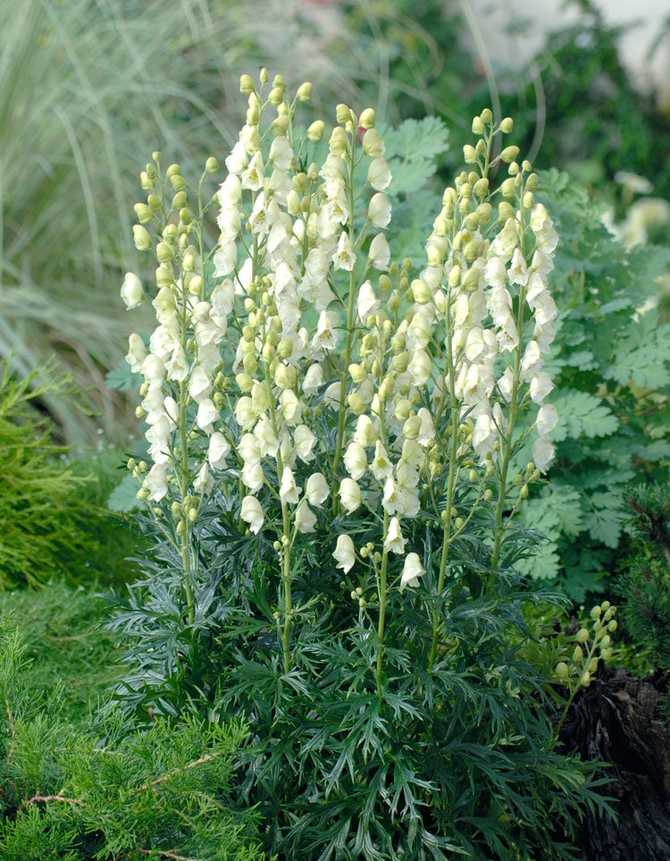 Monnikskap (Aconitum napellus 'Album') D 9 H 15 cm