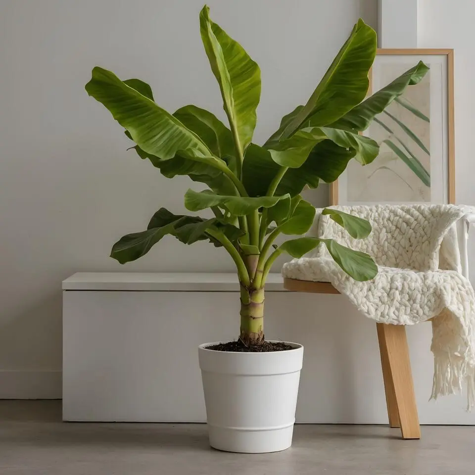 Bananenplant - Musa basjoo - Hoogte 55-70cm - ⌀21cm