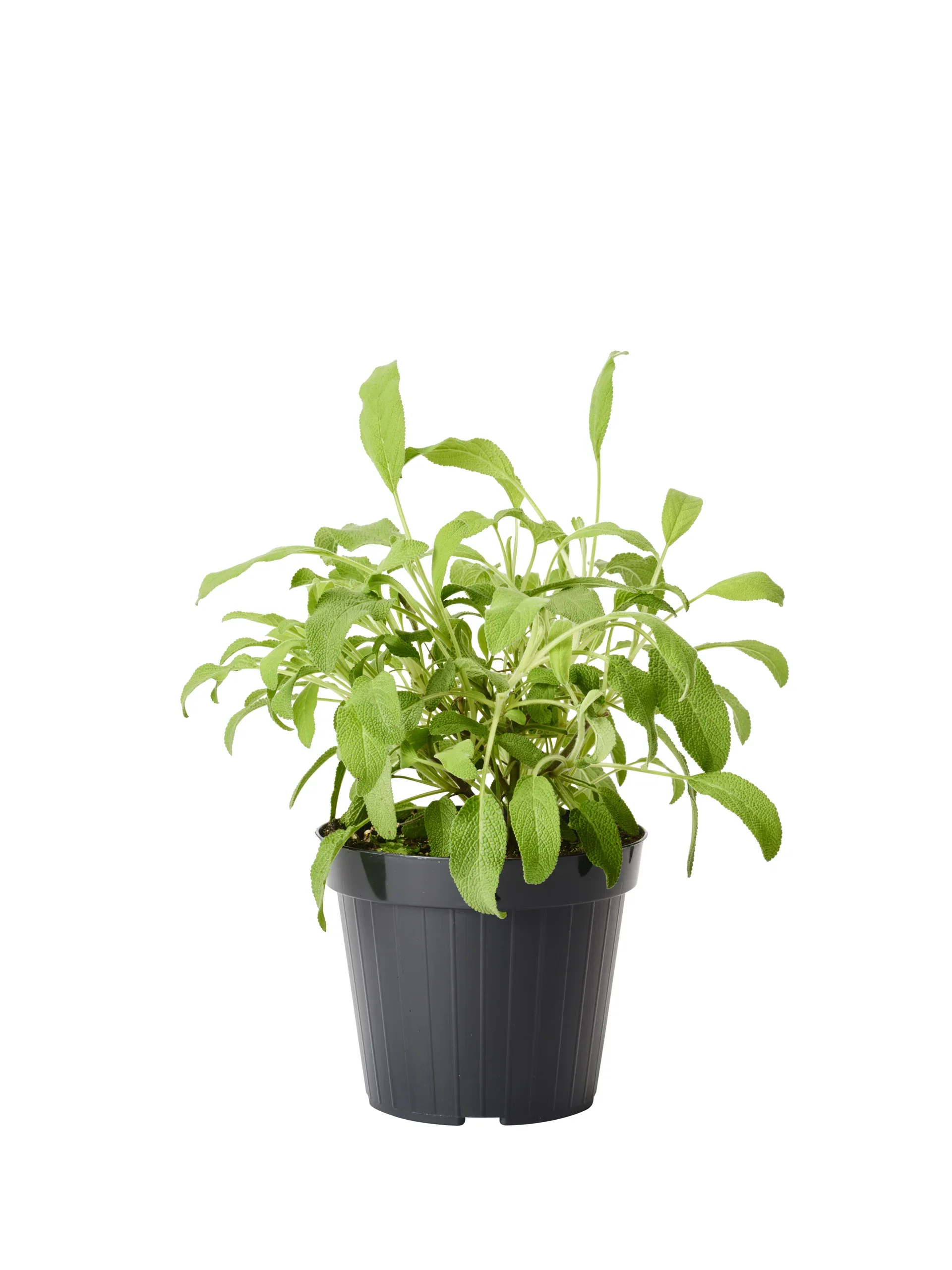Salvia officinalis 14 cm Kryddersalvie Ø14 cm