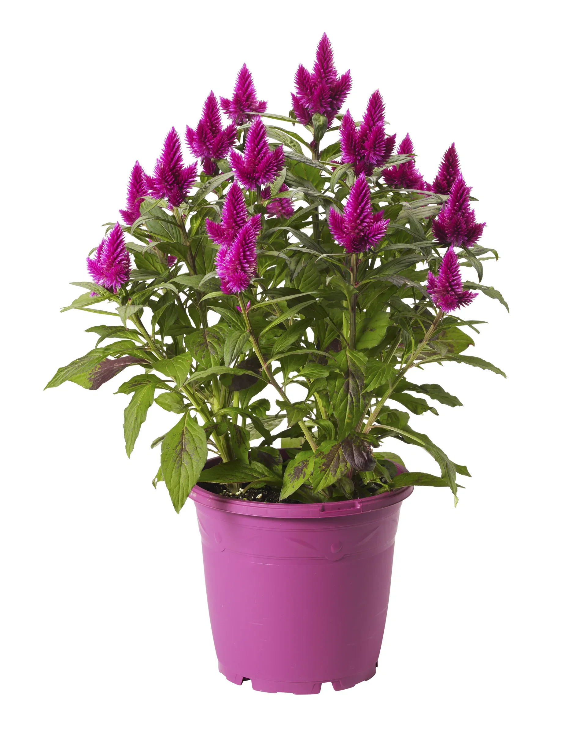 Celosia c. 'Deep Purple' 19 cm Fjørkam Ø19 cm