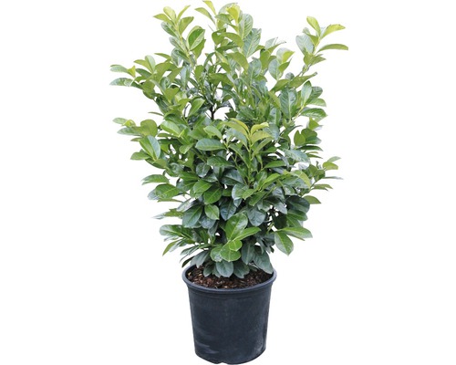 Laurierkers, laurierkers FloraSelf Prunus laurocerasus 'Etna'® H 80-100 cm Co 15 L
