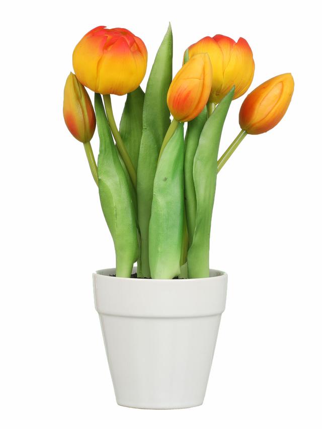 5 Tulpen im Keramiktopf, 2er Set