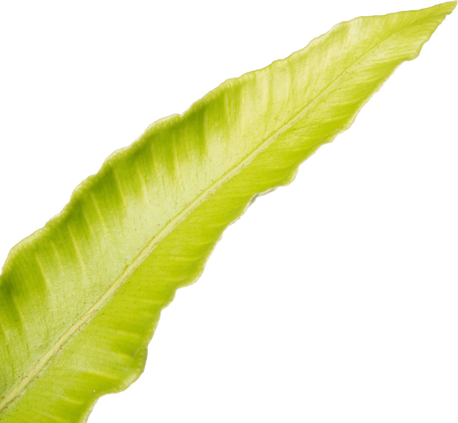 Nestvaren (Asplenium scolopendrium) D 11 H 10 cm