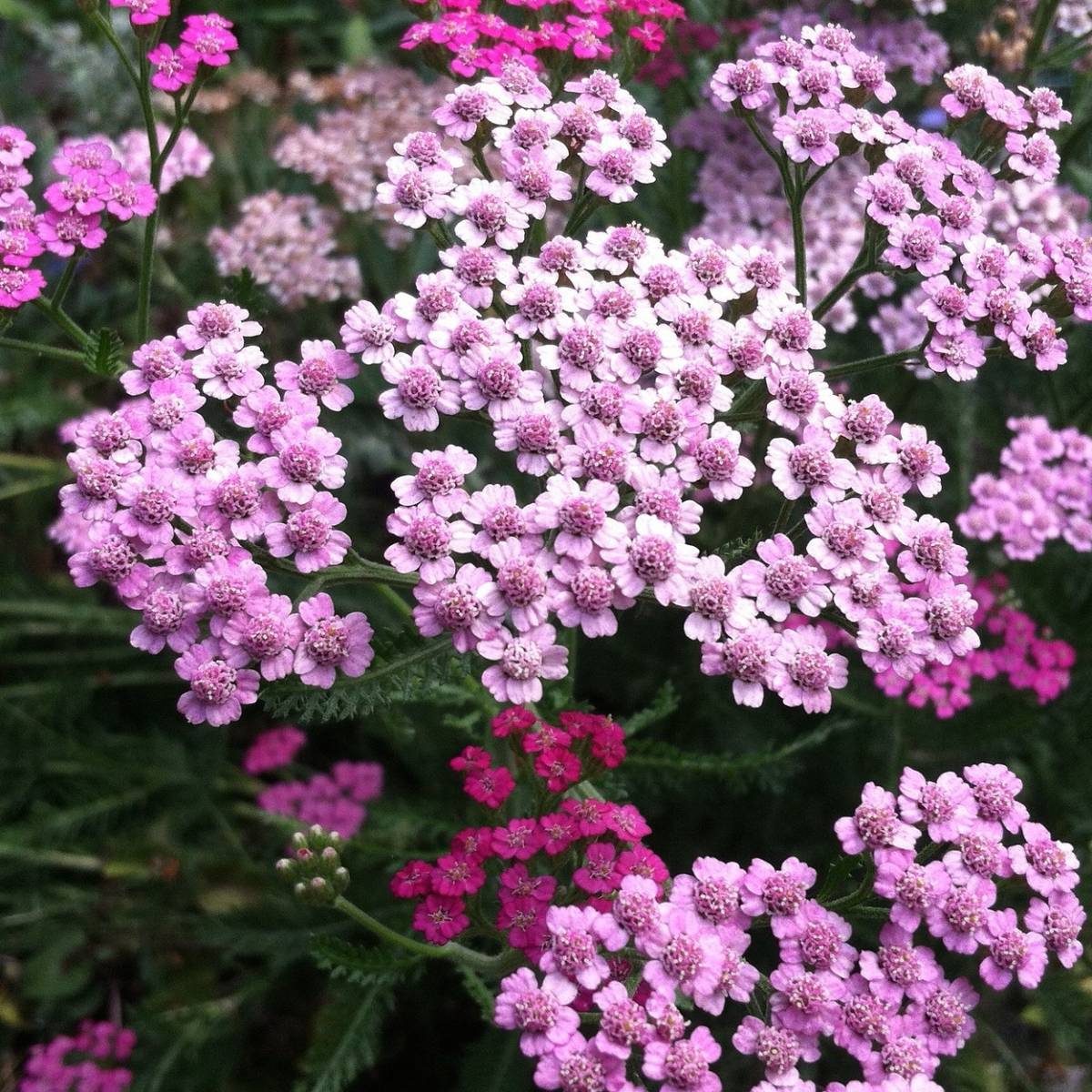 Achillée sibirica love parade/achillea sibirica 'love parade'[-]godet