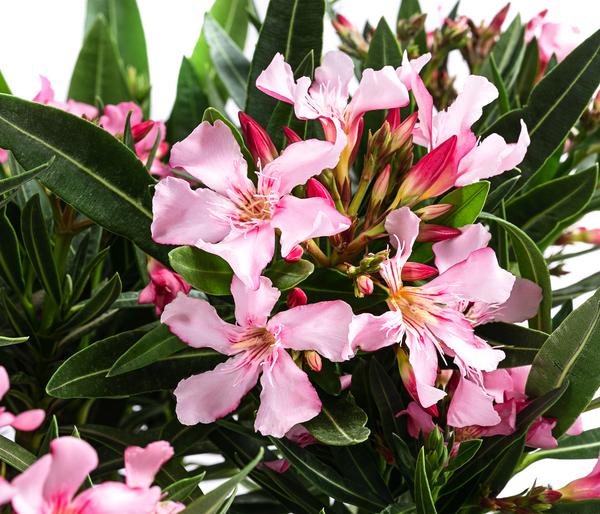 Oleander, Stämmchen, verschiedene Farben