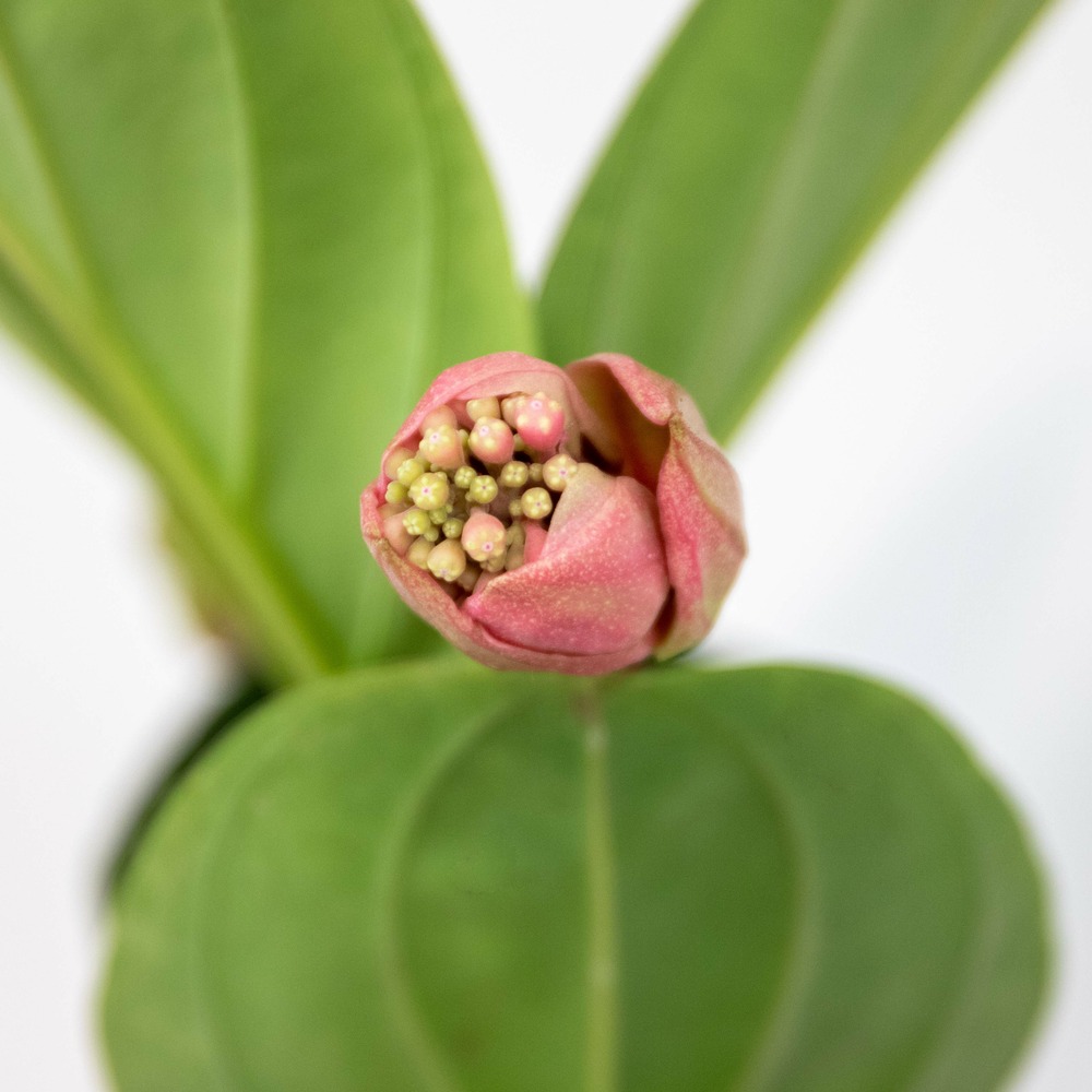 Medinilla magnifica 'lambada'– fleur en gerbe – peu d'entretien – ⌀14 cm - ↕35-45 cm