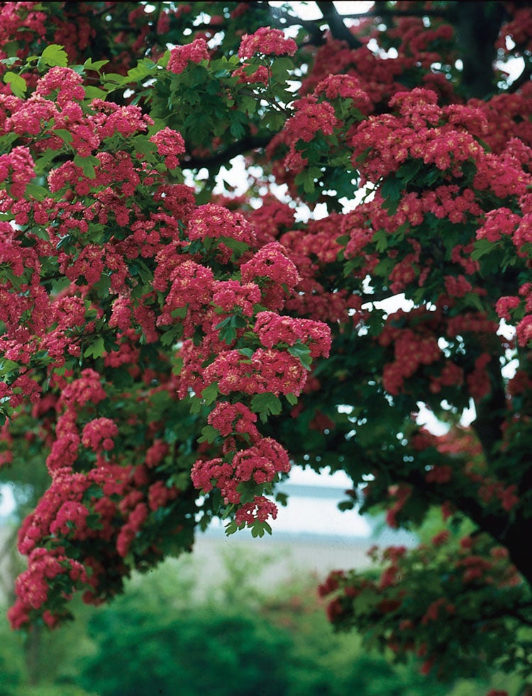 Rode Meidoorn (Crataegus laevigata 'Paul's Scarlet') D 32 H 175 cm