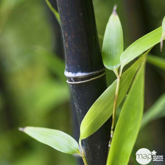 Bambou moyen phyllostachys nigra: pot de 70 litres