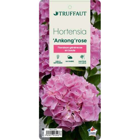 Hydrangea Ankong® rose:pot 5L