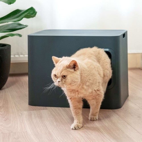 Caixa de areia cinza para gatos