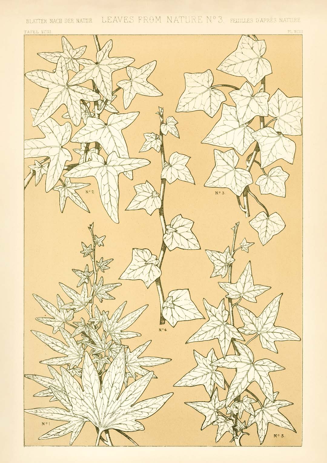 Blätter aus der Natur Nr. 3 von Owen Jones