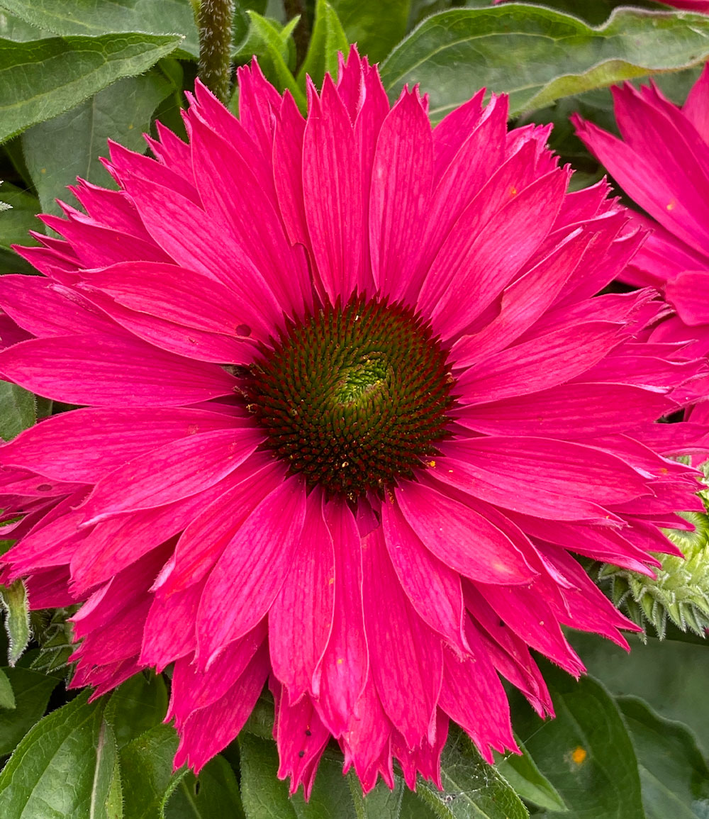 Echinacea 'SunSeekers® Sweet Fuchsia'