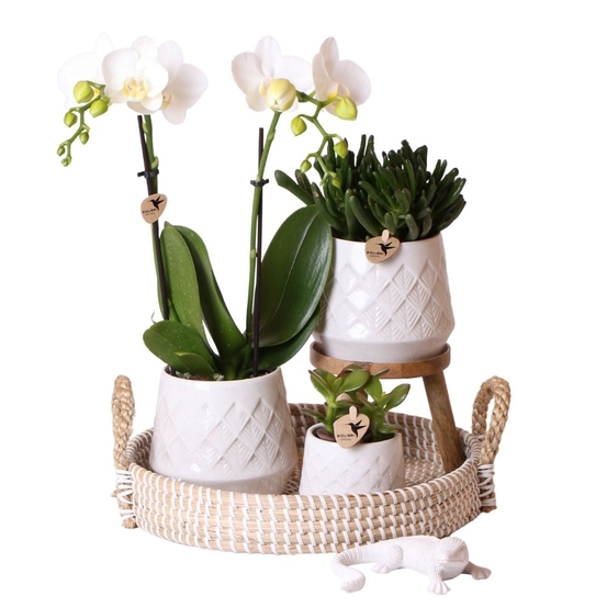 Compo 3 plantes d'intérieur - pot Déco D30cm