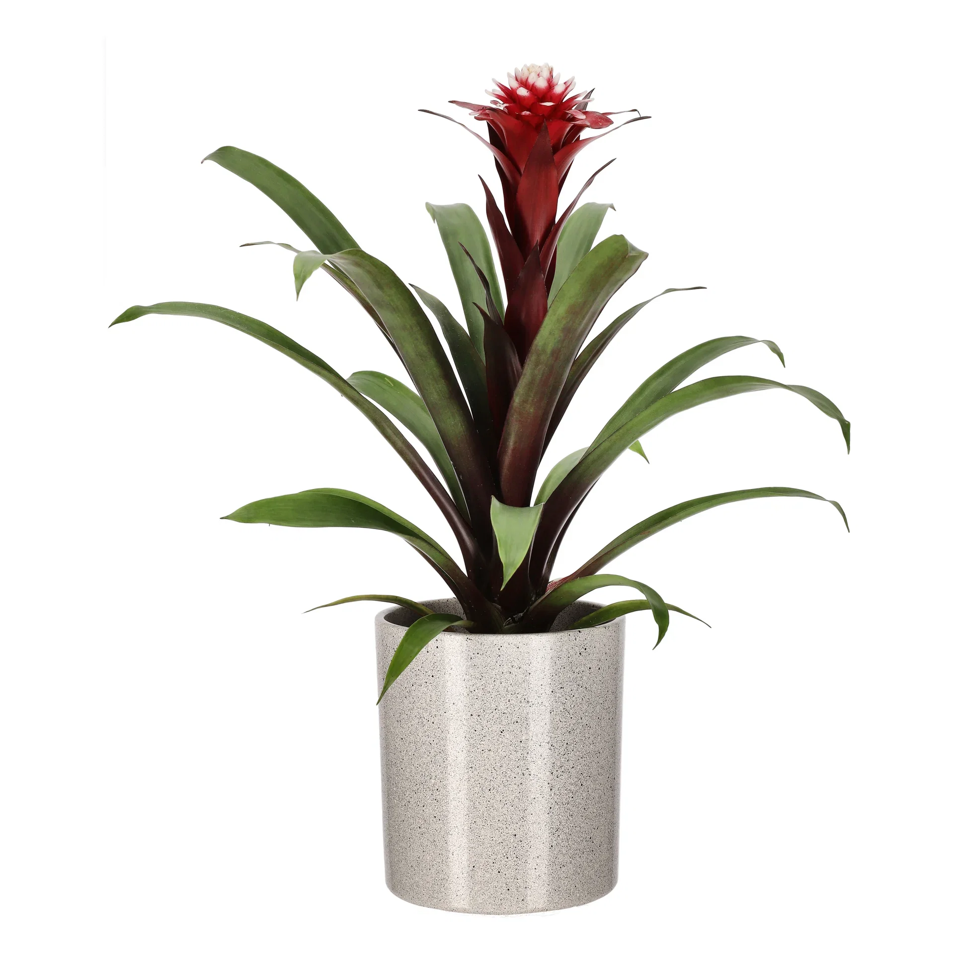 Guzmania Guzmania Høyde 40 cm