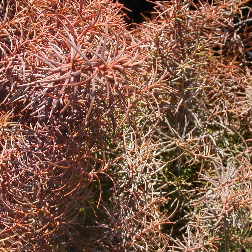 Cèdre du japon japonica elegans/cryptomeria japonica elegans[-]pot de 3l - 20/40 cm